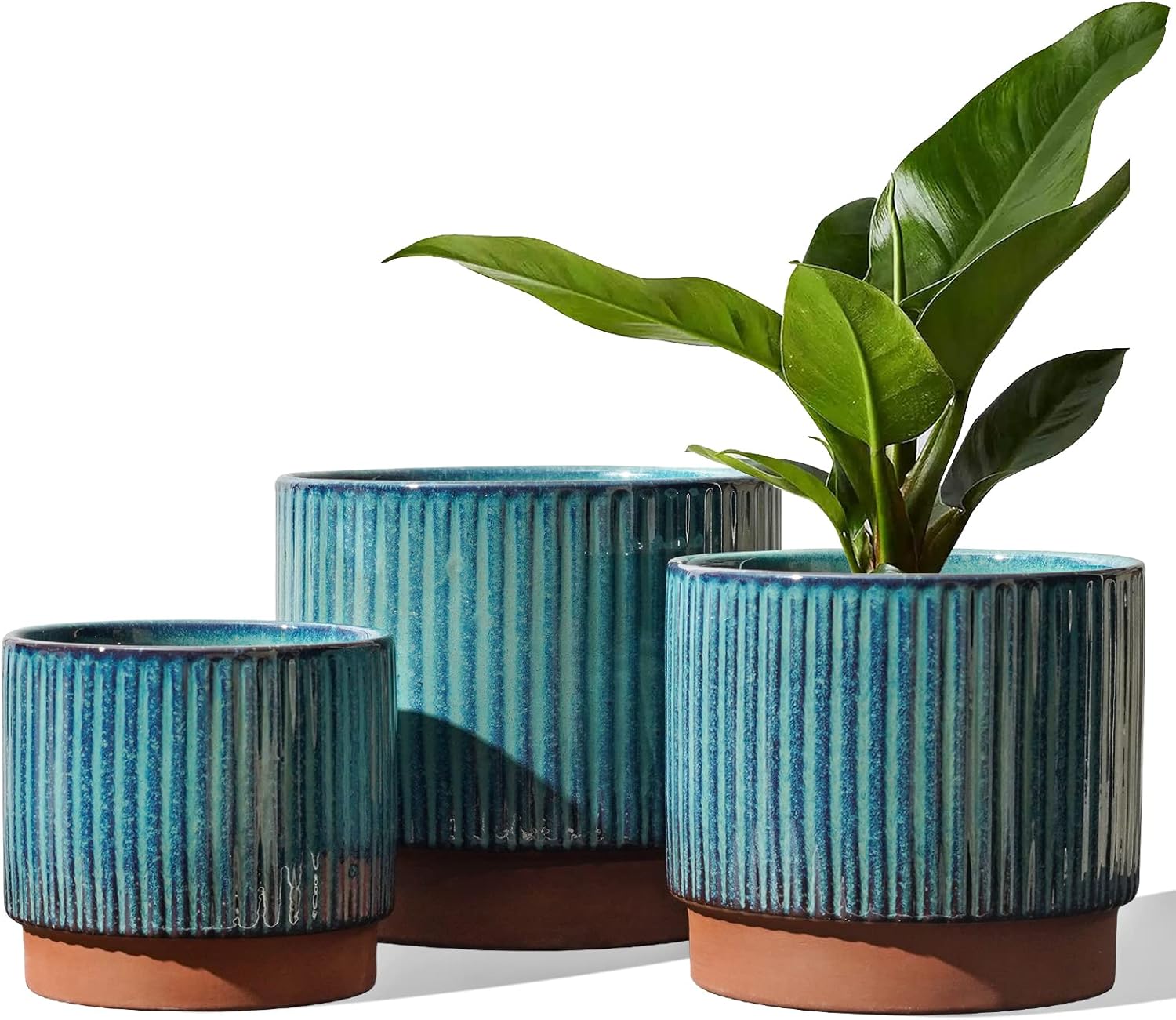 Aloe Vera Pot - Set of 3 Ceramic Plant Pots