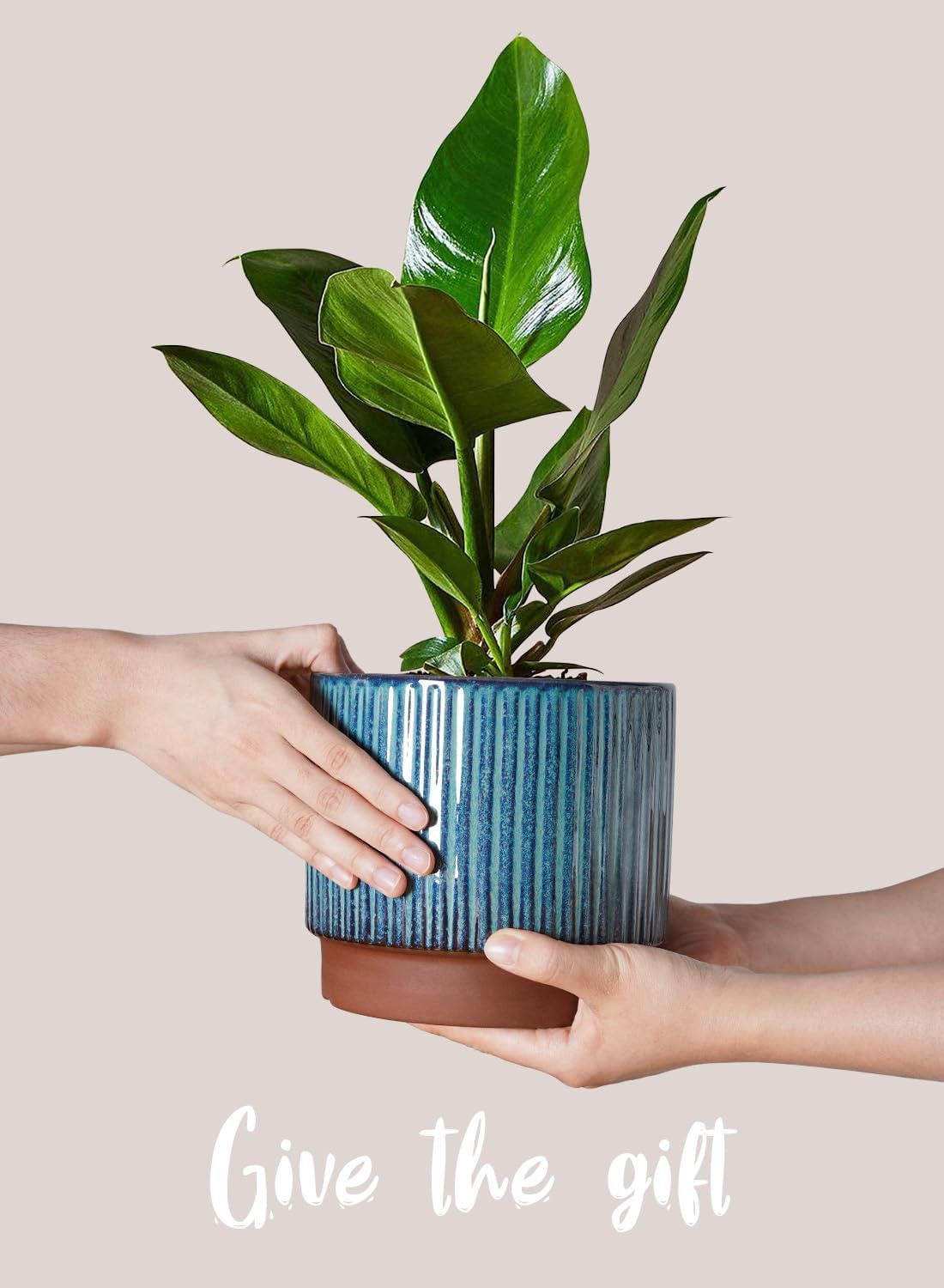 Set of 3 Ceramic Plant Pots wi - مراجعة Aloe Vera Pot وسعره