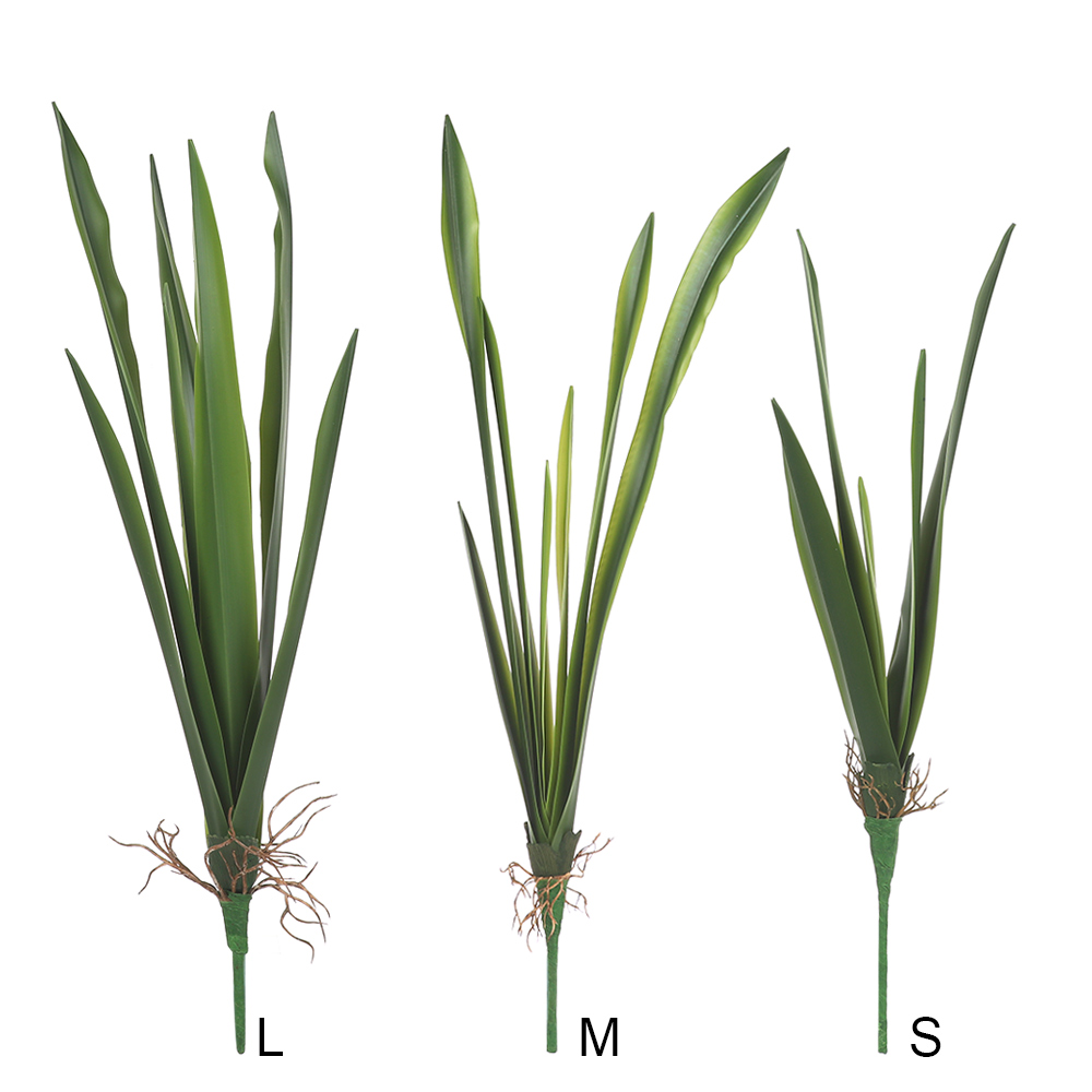 New Party Supplies High Grade  - مراجعة Dracaena Marginata وسعره
