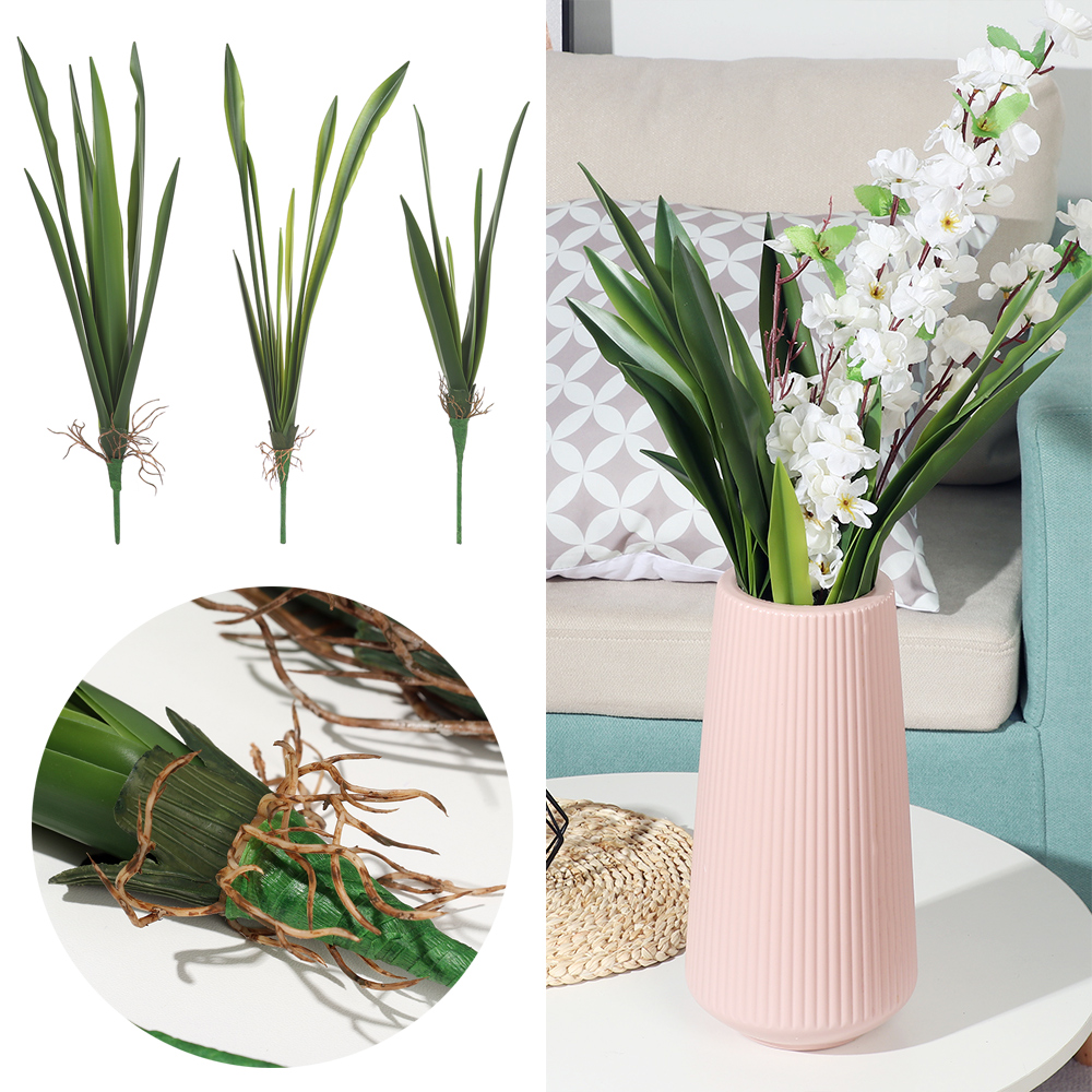 New Party Supplies High Grade  - مراجعة Dracaena Marginata وسعره