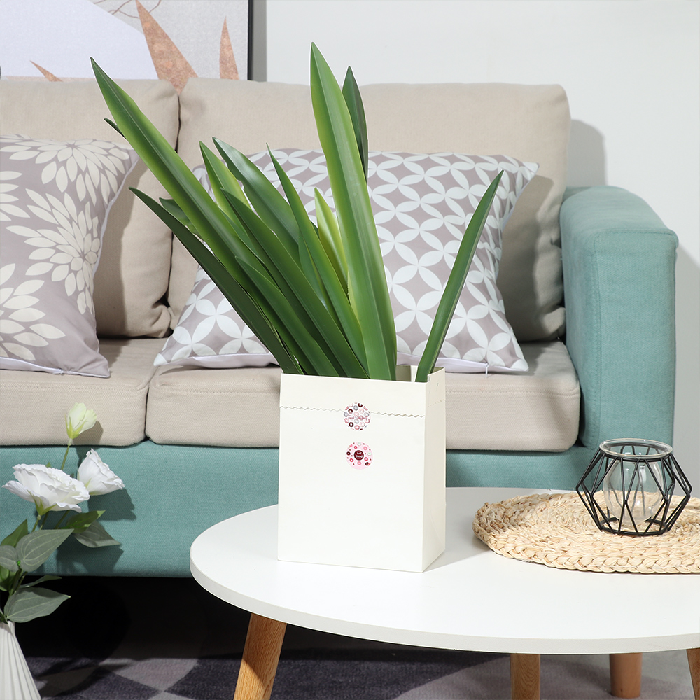New Party Supplies High Grade  - مراجعة Dracaena Marginata وسعره