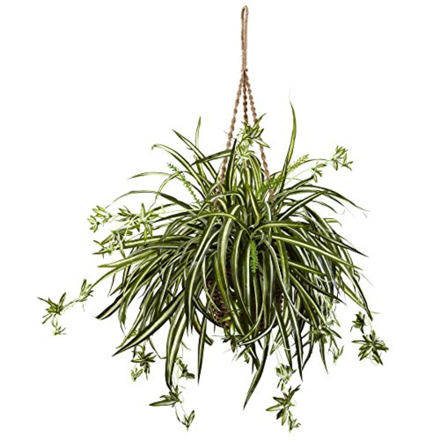 Spider Plant Hanging Basket fo - مراجعة Spider Plant Hanging وسعره