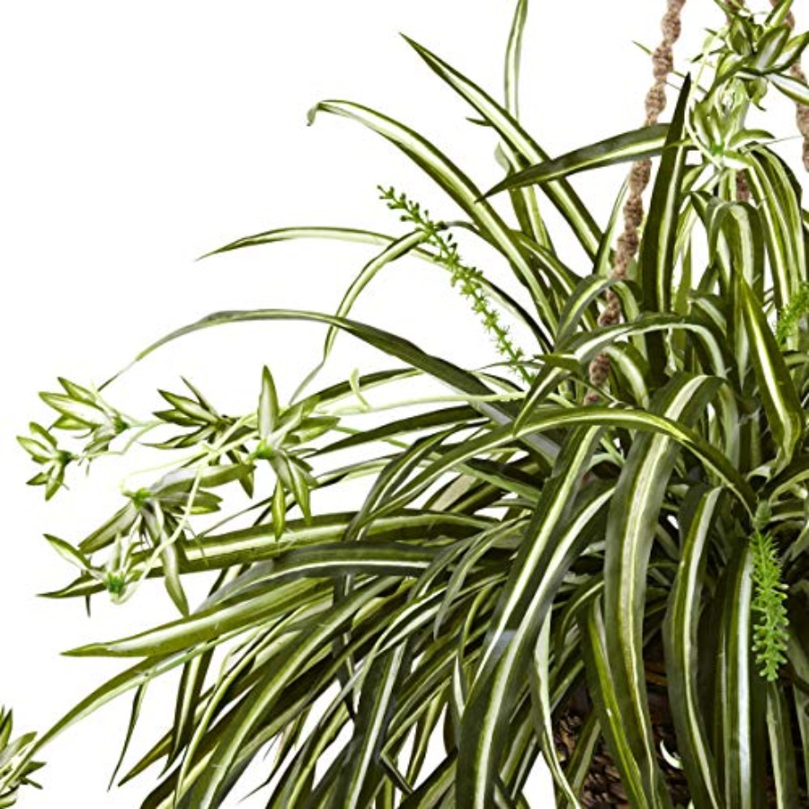 Spider Plant Hanging Basket fo - مراجعة Spider Plant Hanging وسعره