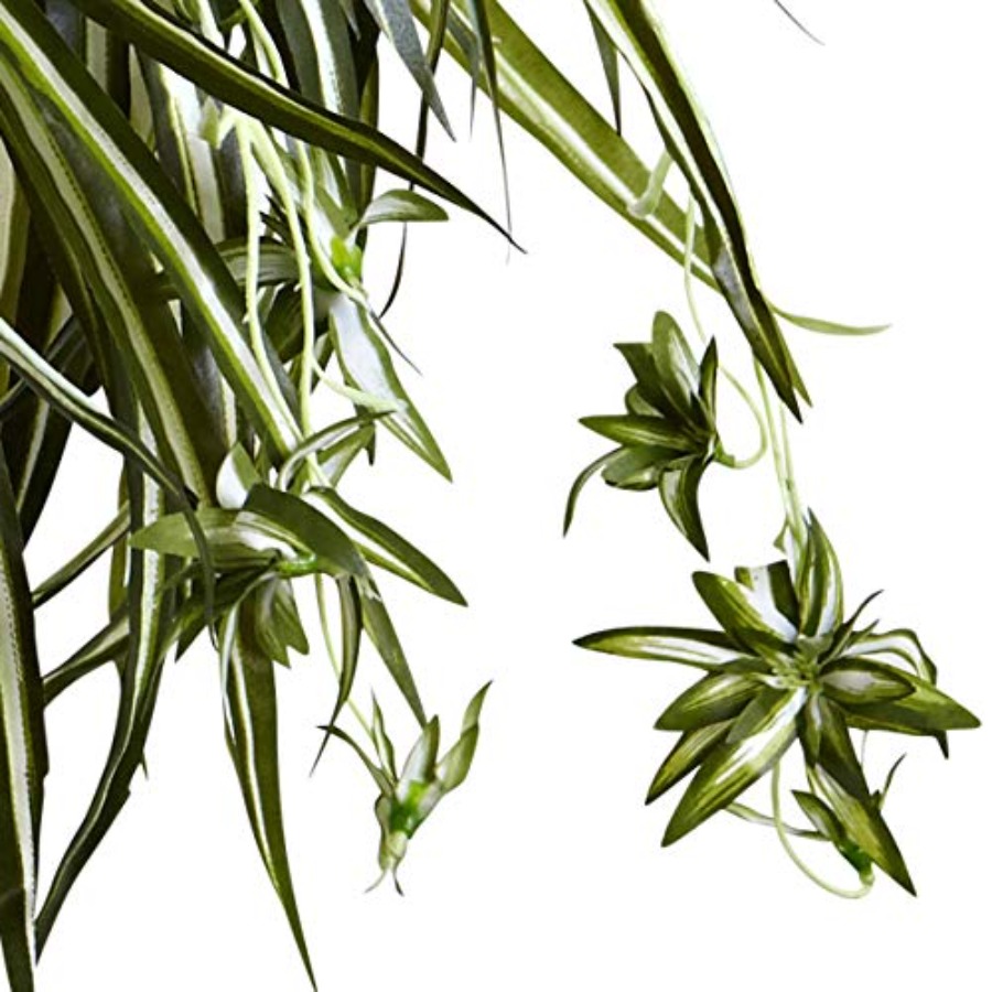 Spider Plant Hanging Basket fo - مراجعة Spider Plant Hanging وسعره