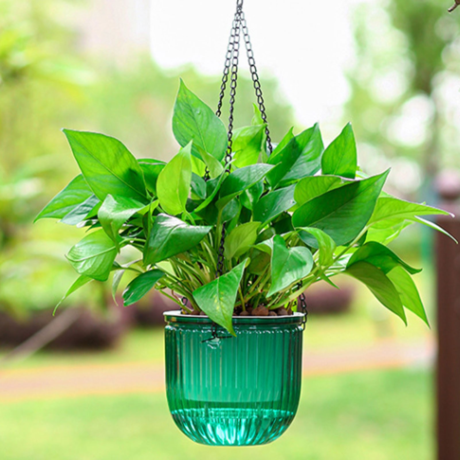 Automatic Self Watering Plant  - مراجعة Spider Plant Hanging وسعره