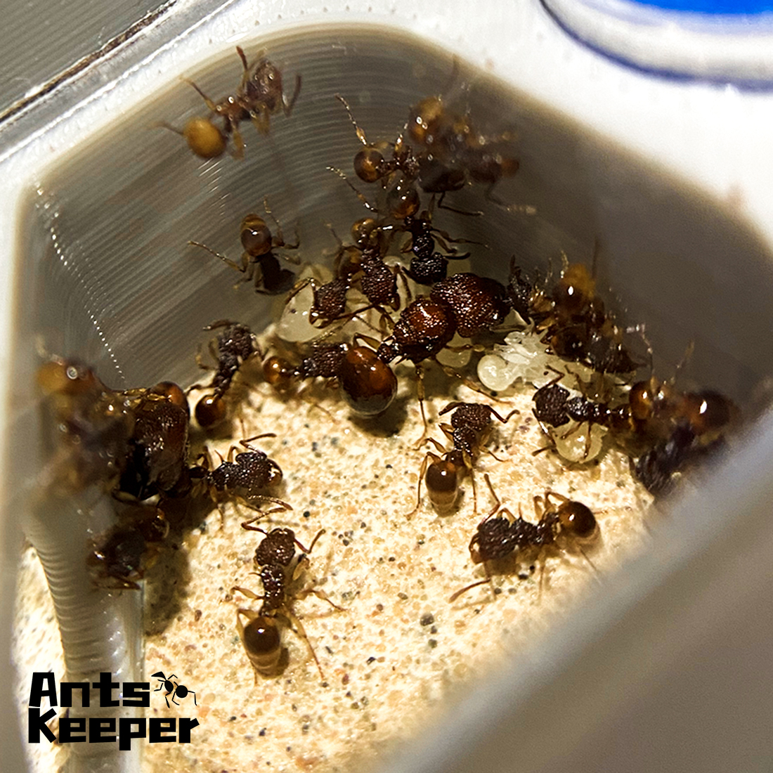 【Basic Farm】Ants Farm with Wat - مراجعة Begonia Rex وسعره