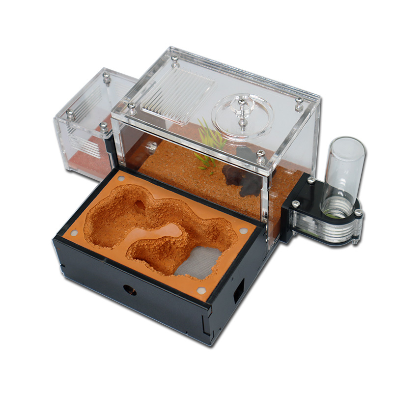 Yellow Soil Ant Farm with Exte - مراجعة Begonia Rex وسعره