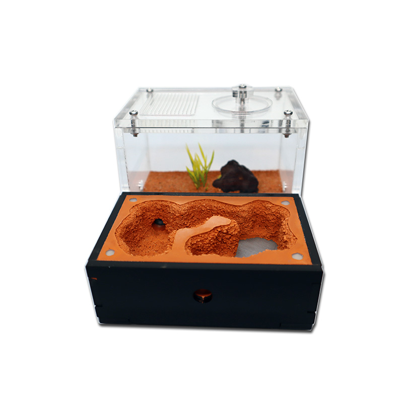Yellow Soil Ant Farm with Exte - مراجعة Begonia Rex وسعره