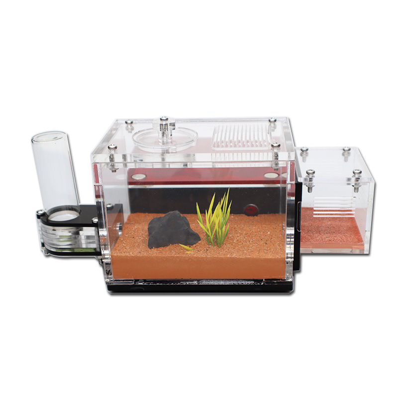 Yellow Soil Ant Farm with Exte - مراجعة Begonia Rex وسعره