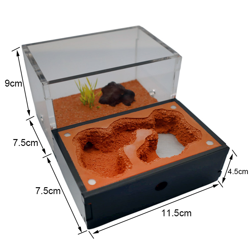 Yellow Soil Ant Farm with Exte - مراجعة Begonia Rex وسعره
