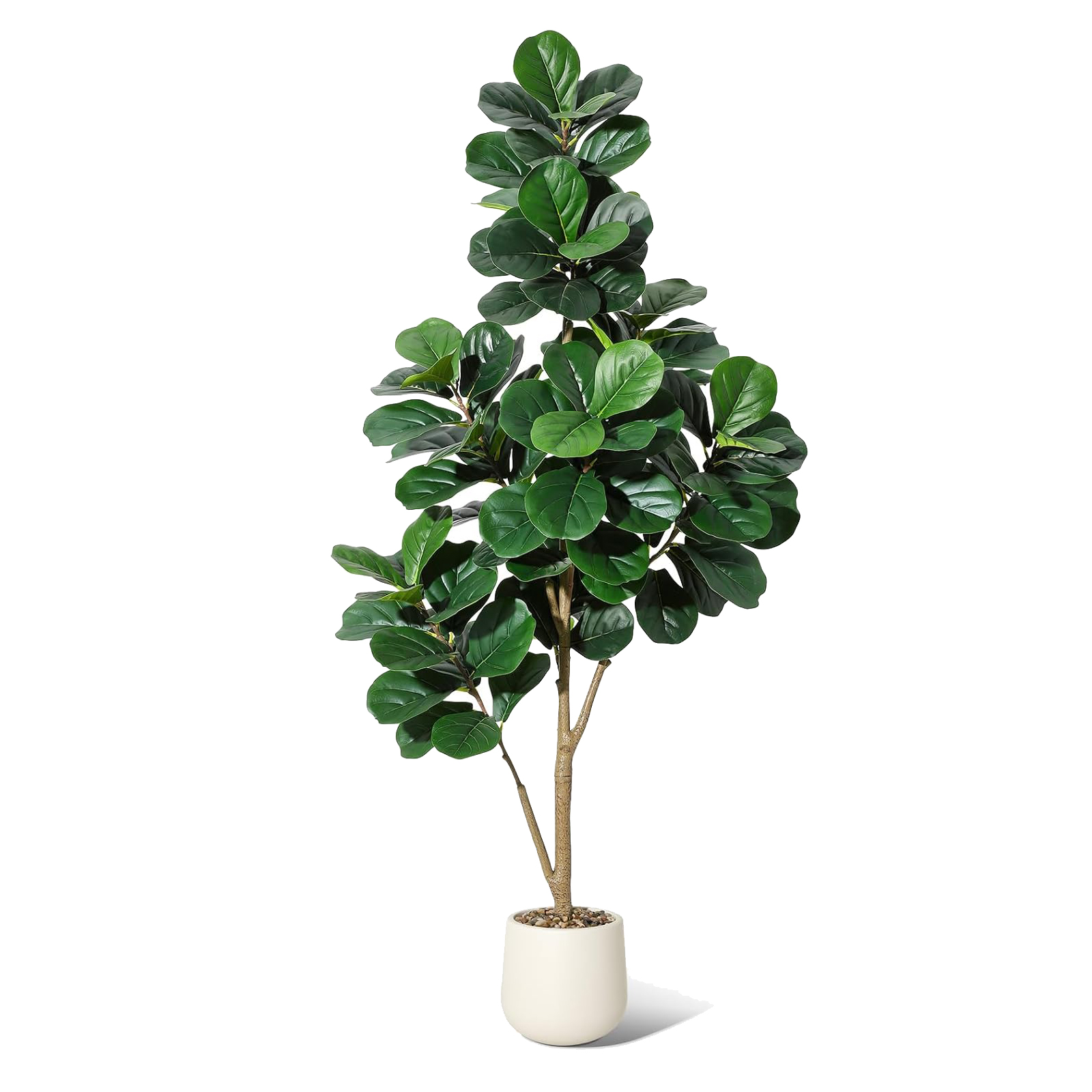 4-7 FT Fiddle Leaf Fig Tree Ar - مراجعة Ficus Lyrata Tree وسعره