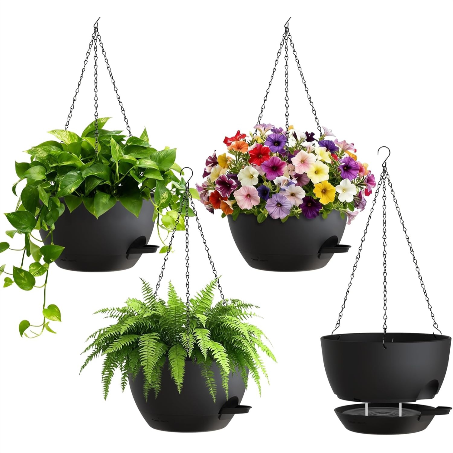 8 Inch Self Watering Hanging P - مراجعة Spider Plant Hanging وسعره