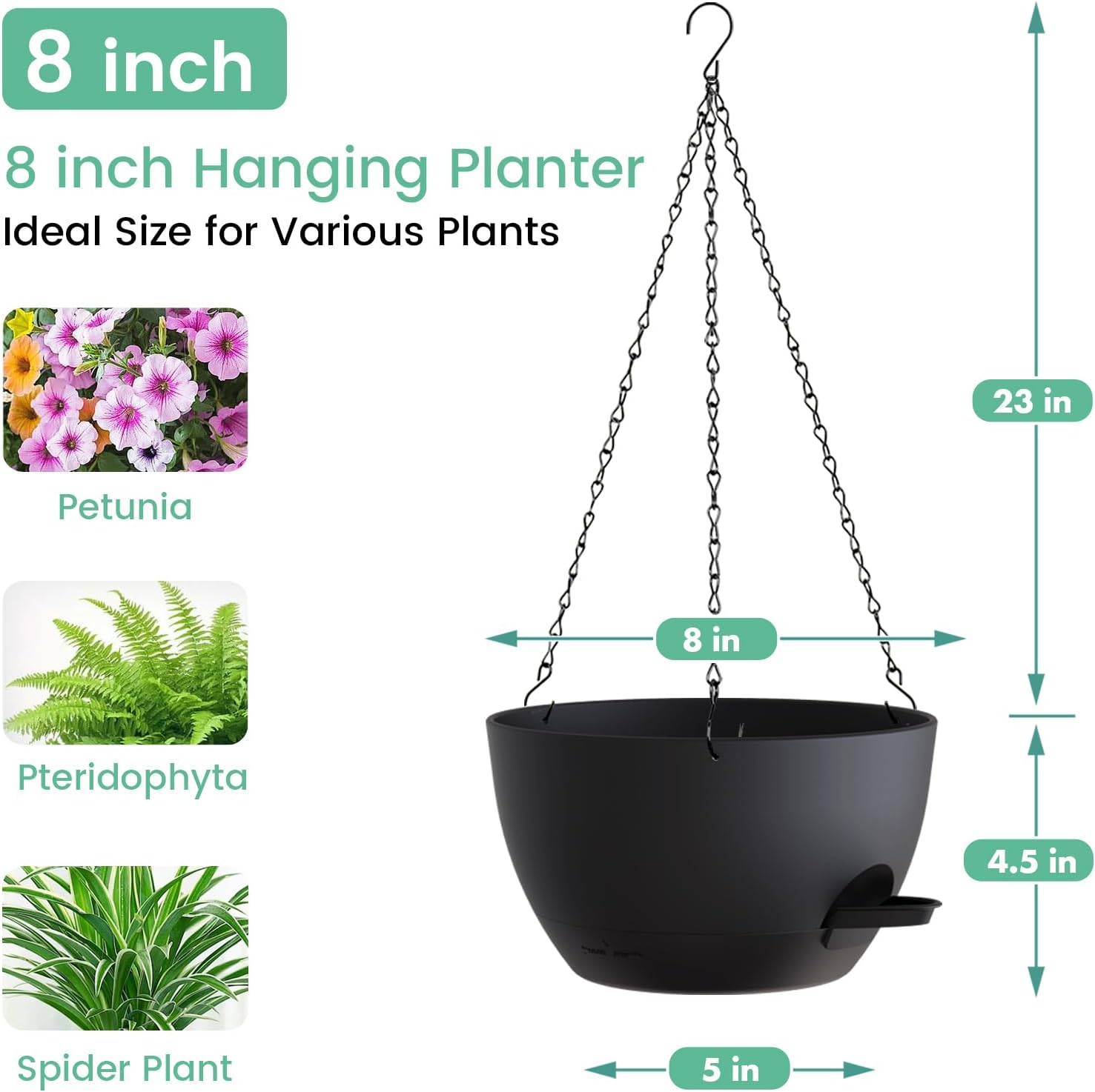 8 Inch Self Watering Hanging P - مراجعة Spider Plant Hanging وسعره