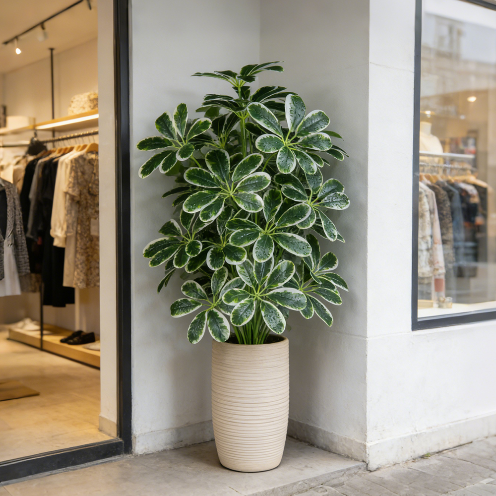 50-75cm Artifficial Maranta Pl - مراجعة Dracaena Marginata وسعره