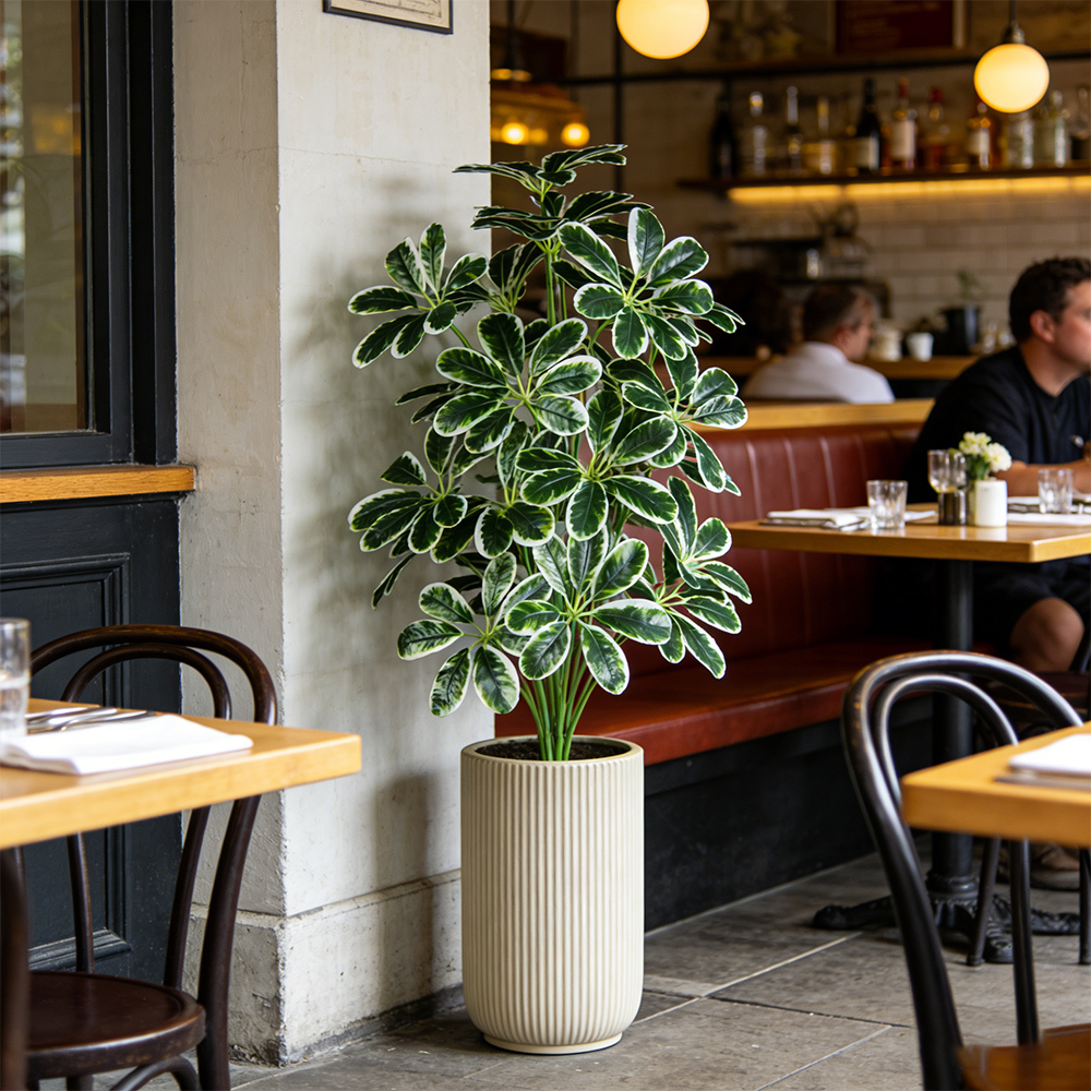 50-75cm Artifficial Maranta Pl - مراجعة Dracaena Marginata وسعره