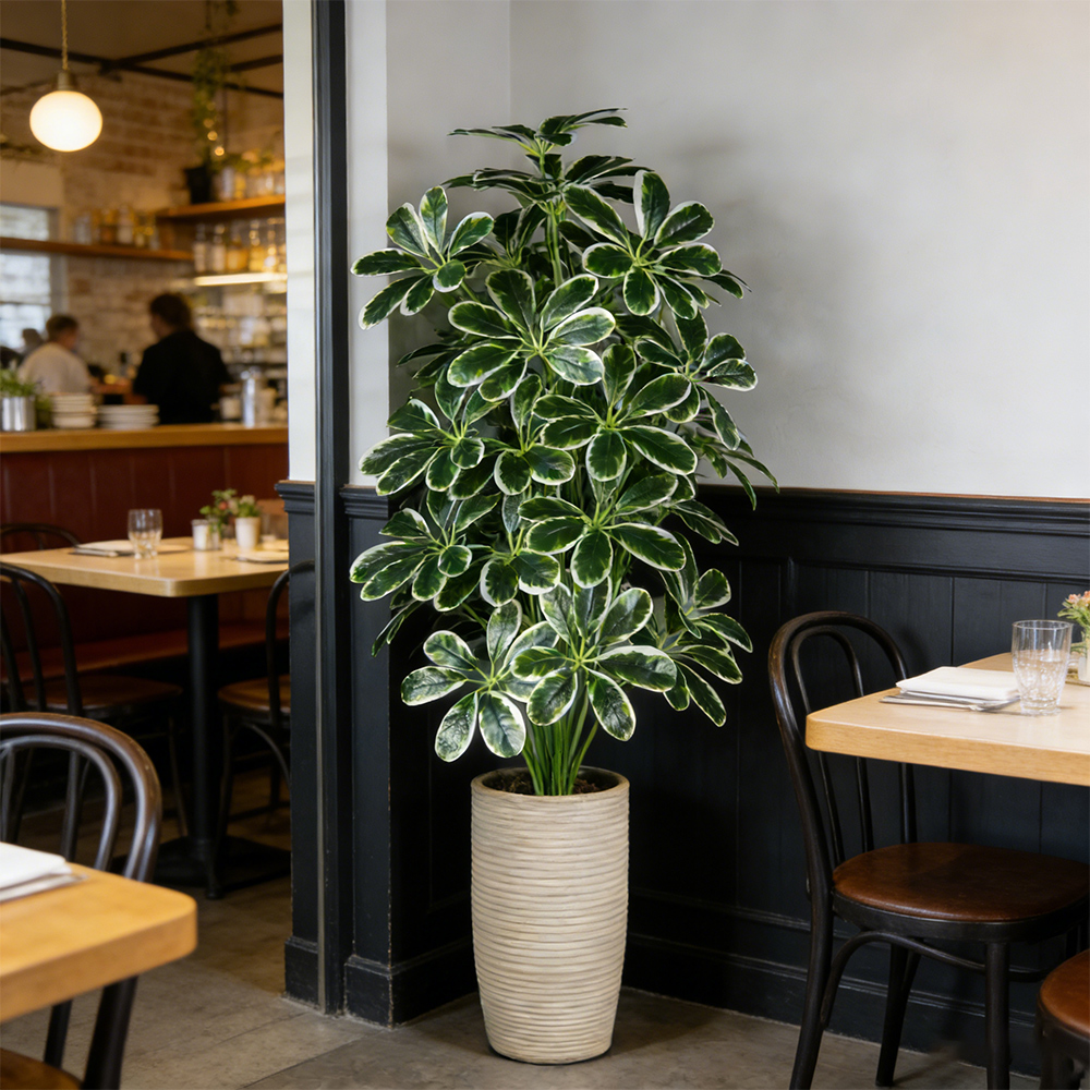 50-75cm Artifficial Maranta Pl - مراجعة Dracaena Marginata وسعره
