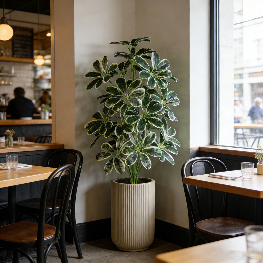 50-75cm Artifficial Maranta Pl - مراجعة Dracaena Marginata وسعره