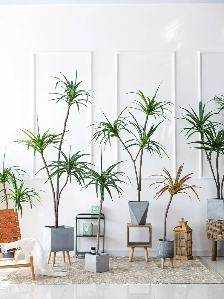 Simulation Plant Dracaena Marg - مراجعة Dracaena Marginata وسعره