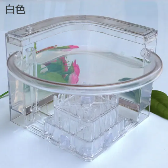 Ant Workshop Roller Coaster Ec - مراجعة Begonia Rex وسعره