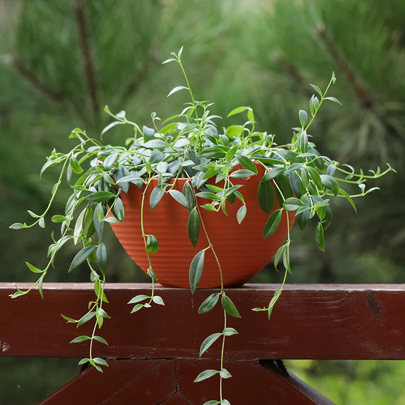 Plastic hanging basket flower  - مراجعة Spider Plant Hanging وسعره